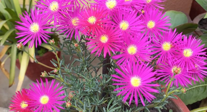 ICe plant
