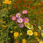 Botanicals